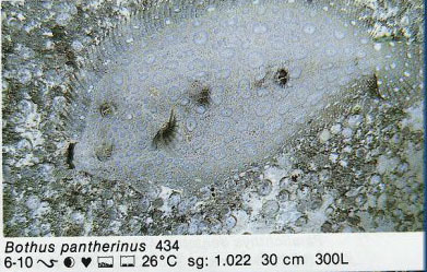 Bothus pantherinus